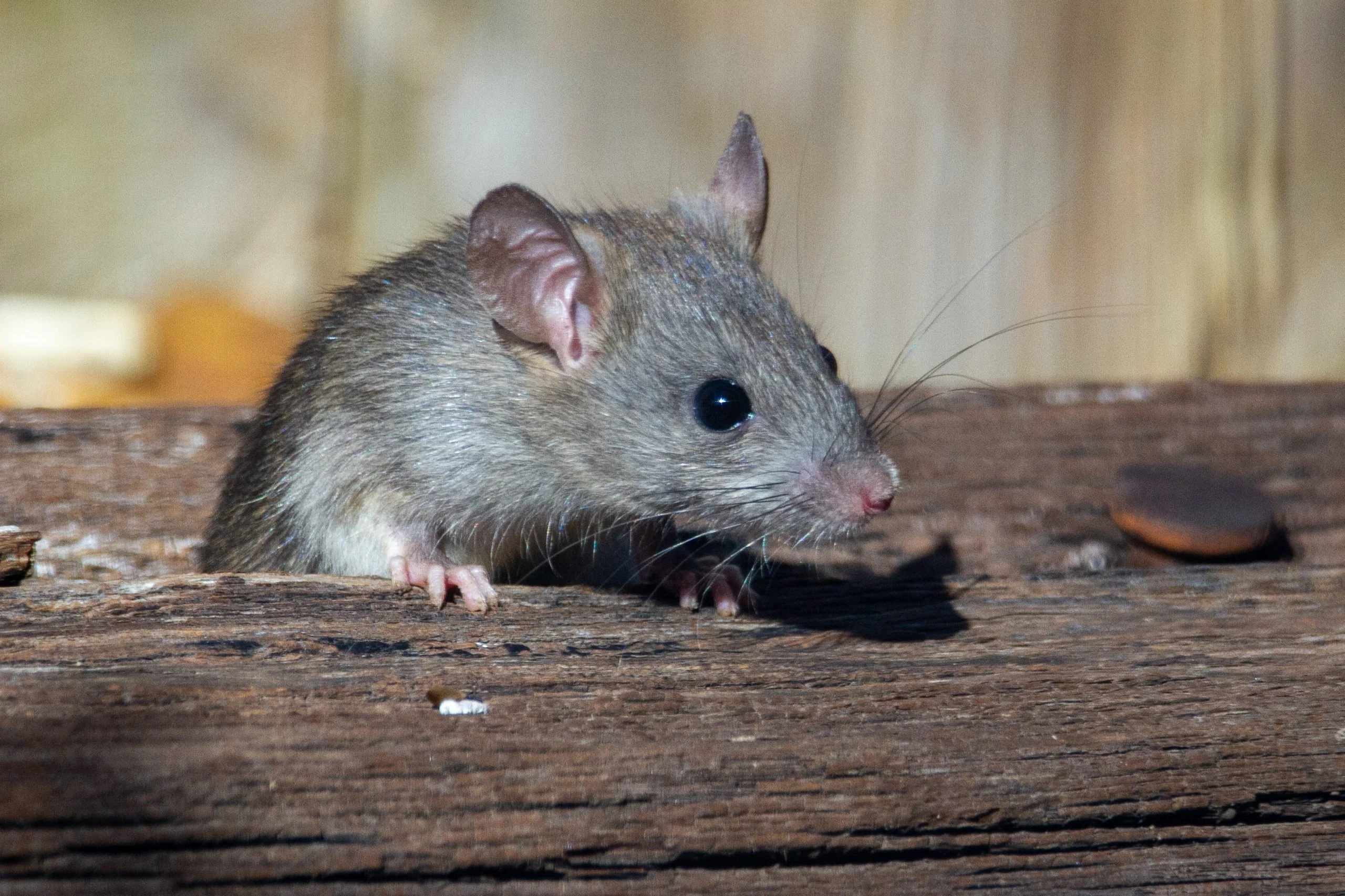 General Pest Services